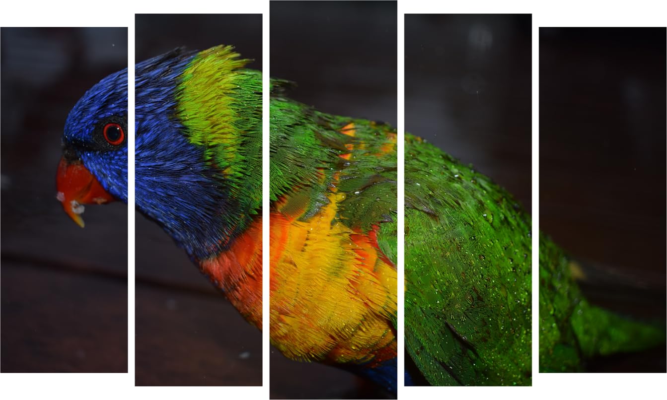 inep-b0cphxvpfx-close-up-of-the-make-your-walls-tweet_-feathered-fiesta-3d-bird-framed-wall-art-showing-vibrant-multicolored-bird-designs.jpg